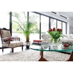 6 Loại cây mang may mắn tài lộc khi bày văn phòng